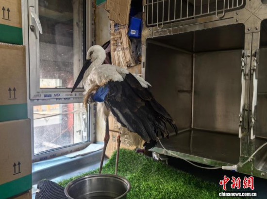 �܂��Ė|�����X���ڽ����ί�����ʯ���� �z