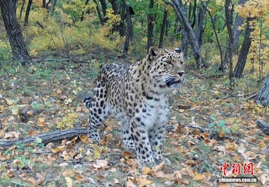 2025���ږ|��������(gu��)�ҹ��@�Ĕz�Ė|������(��ҕ��ý���D)