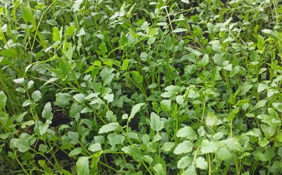 安圖縣委宣傳部/供圖 安圖縣委宣傳部/供圖