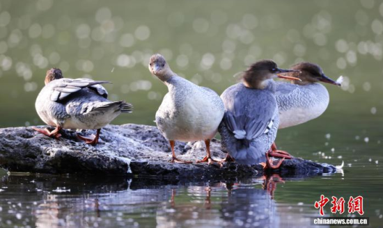 ���A��ɳ�����ԁ����w��ˮ��ʯ�^����Ϣ�����w��� �z