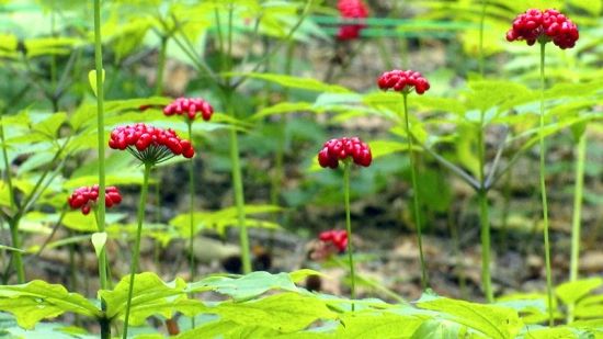 �����J�C�����D�˅������ء���Ȧ